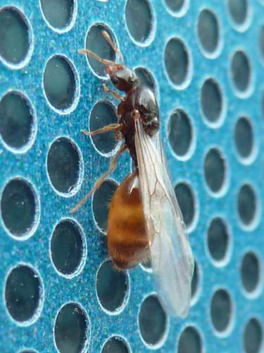 Solenopsis sp.